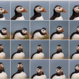 Puffin polyphoto