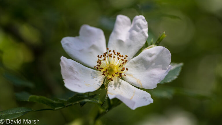 Dog rose