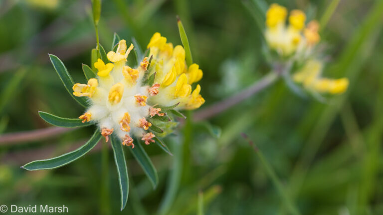 Kidney Vetch – Anthyllis vulneraria