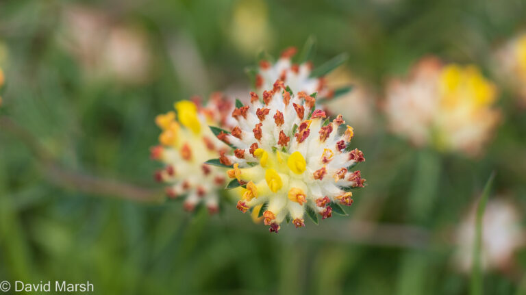 Kidney Vetch – Anthyllis vulneraria