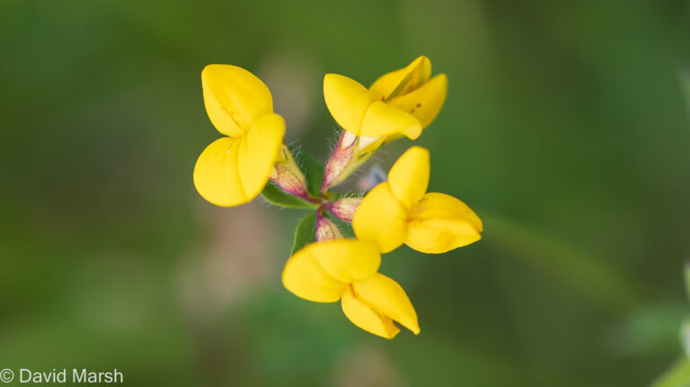 Birdsfoot Trefoil