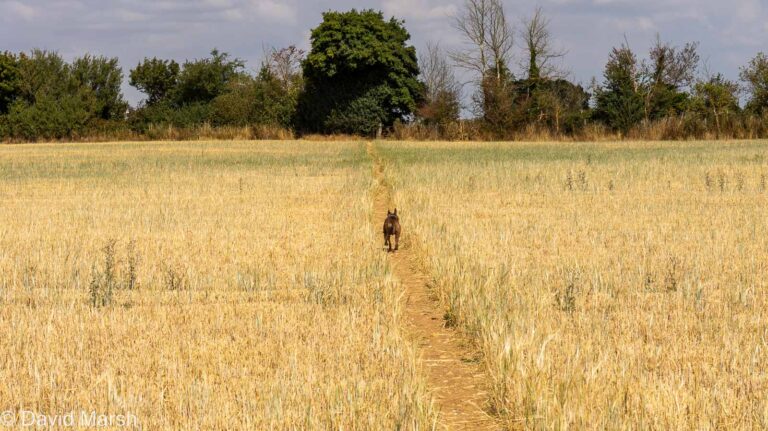 Dog running down path in a field