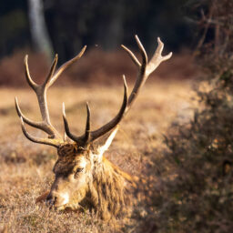 Red deer in the New Forest