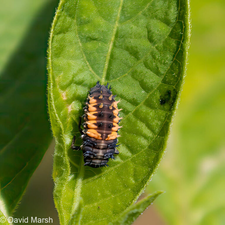 Harlequin Ladybird, Harmonia axyridis