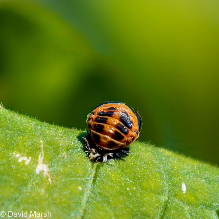 Harlequin Ladybird, Harmonia axyridis