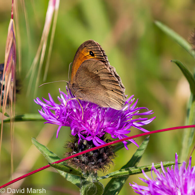 Meadow Brown
