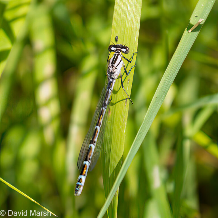 Austrolestes colensonis blue damselfly