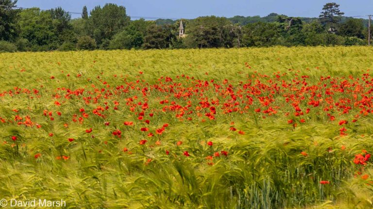 Poppies, with St Michael and All Angels, Clifton Hampden in the distance