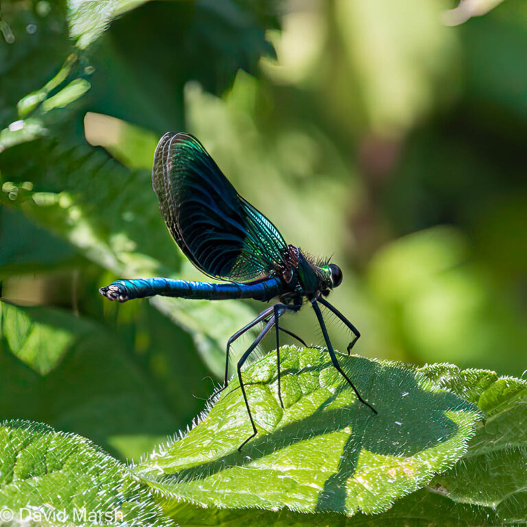 banded demoiselle (Calopteryx splendens)