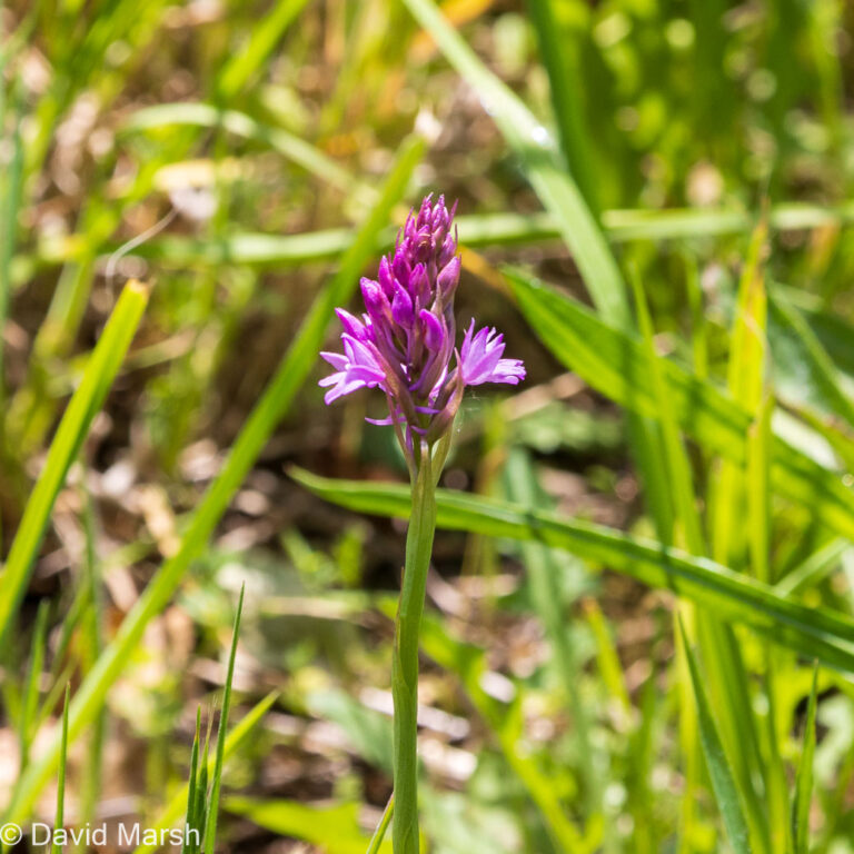 Pyramidal orchid