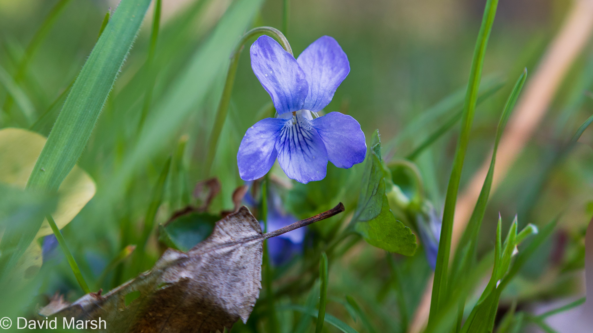 Walk: Pishill Violet: at Turville Heath