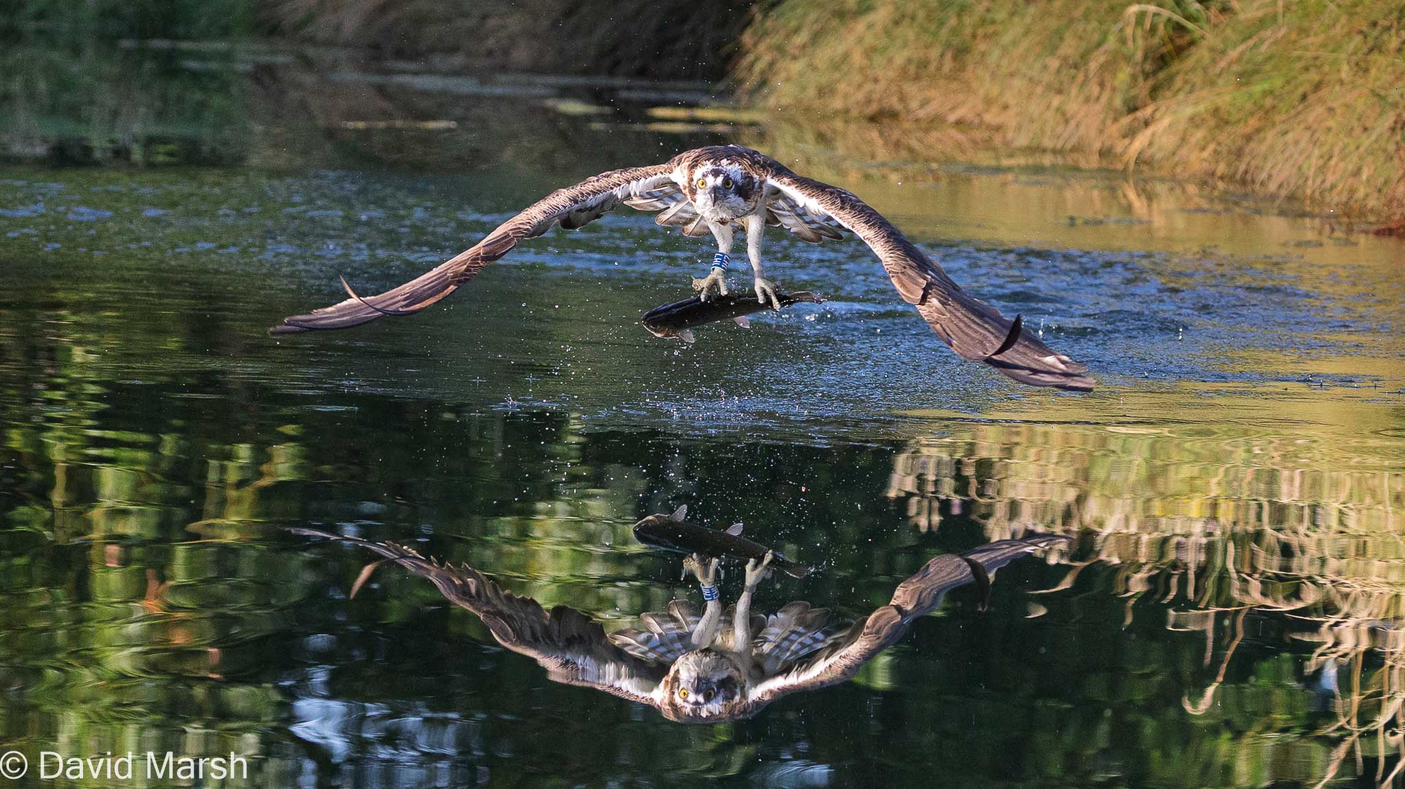 Horn Mill Trout Farm Osprey with catch
