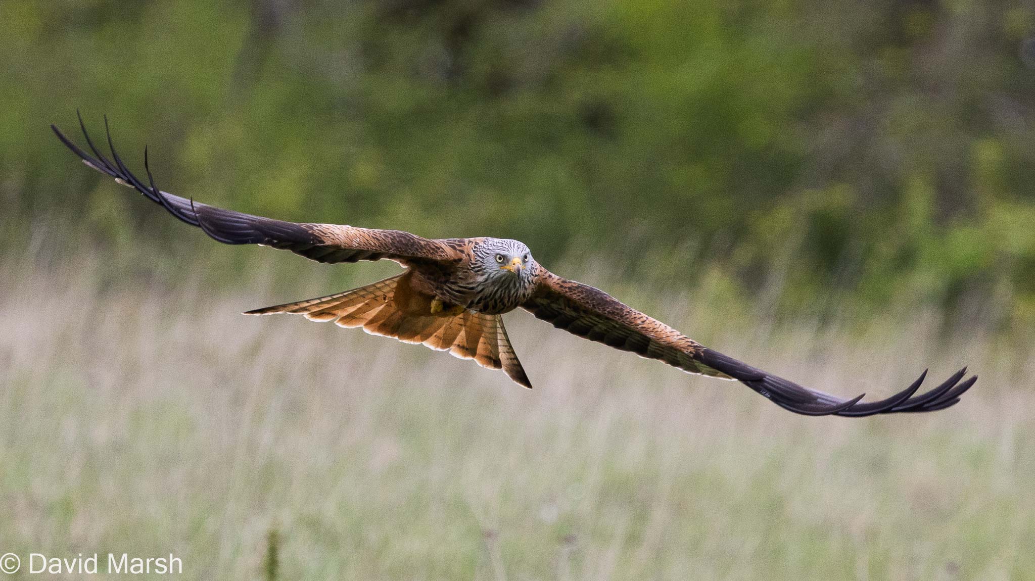 Lardon Chase: Egg Rolling (Streatley Primary School) Red Kites: Lardon Chase Egg Rolling