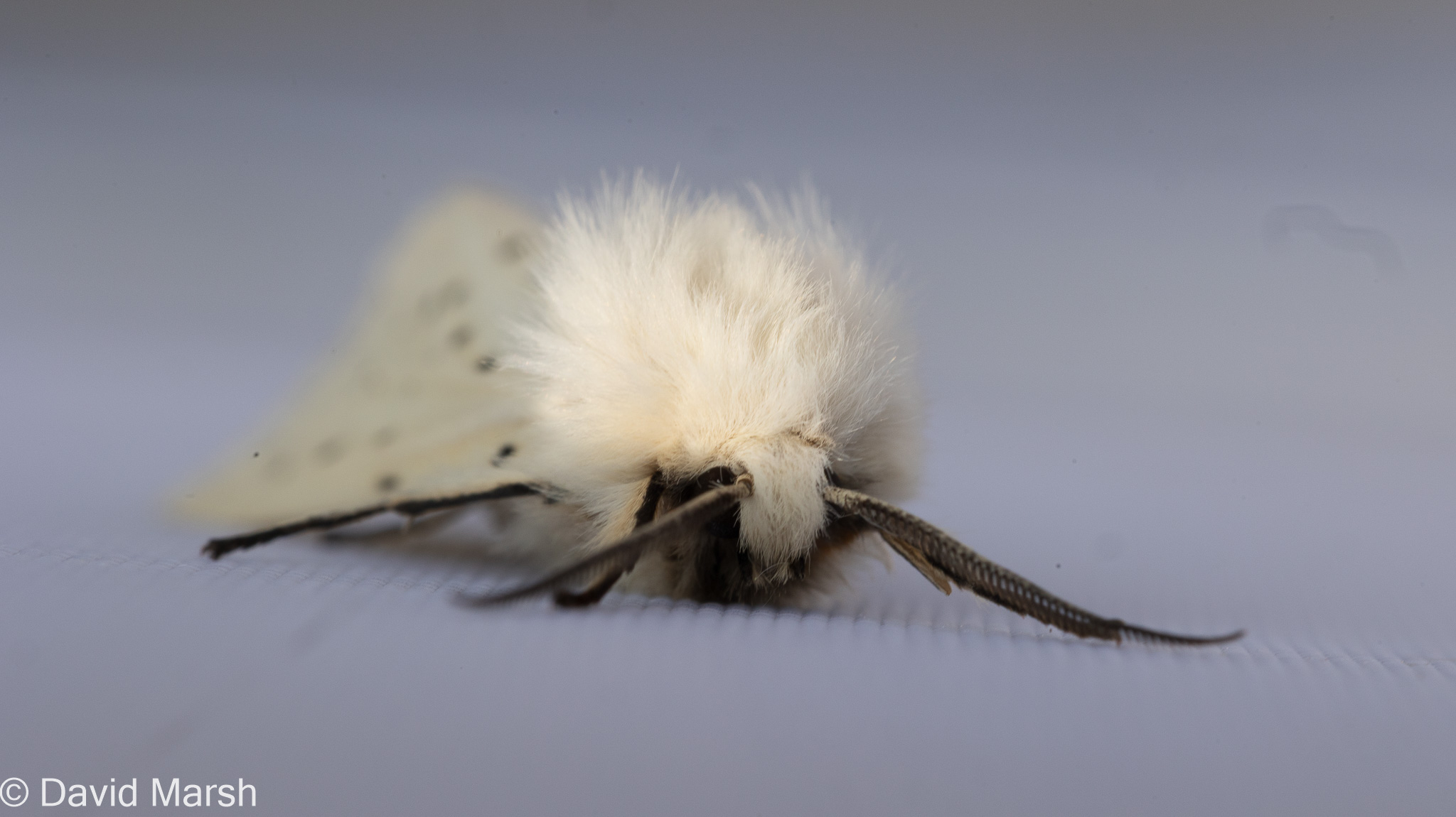 Jerry's Moth Trap White Ermine Moth