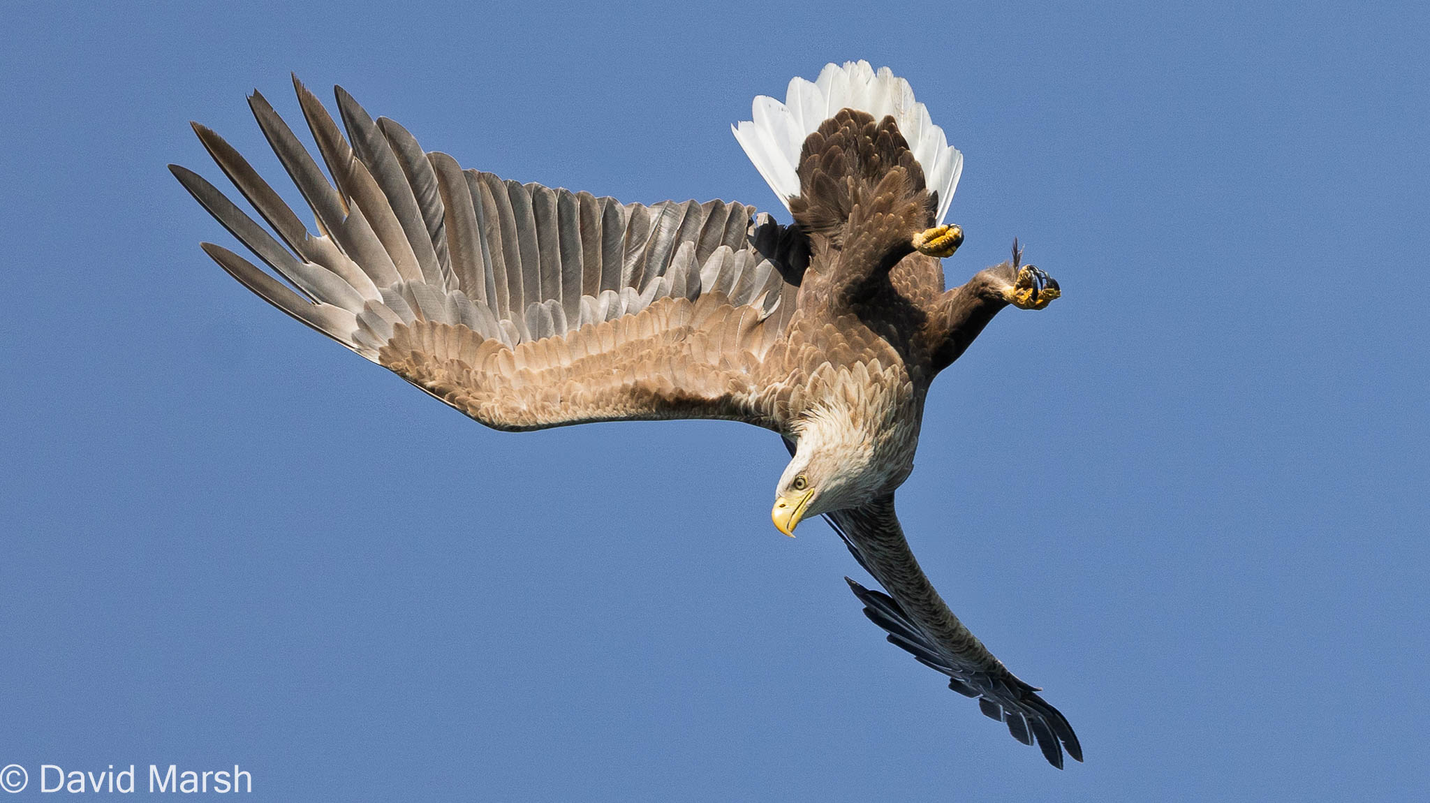 Mull-WTE White Tailed Eagle (Handbrake turn)