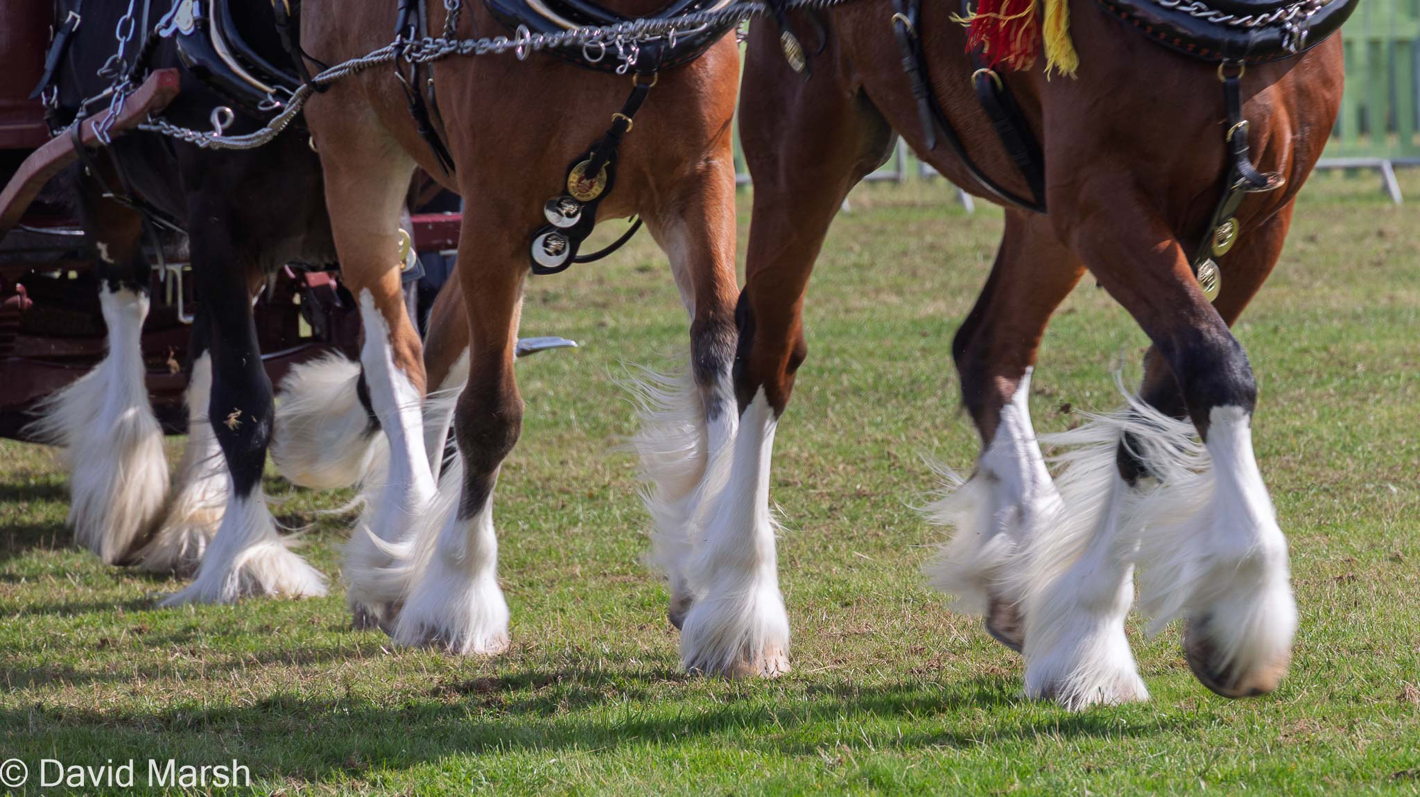 Morton in Marsh Show Morton in Marsh Show