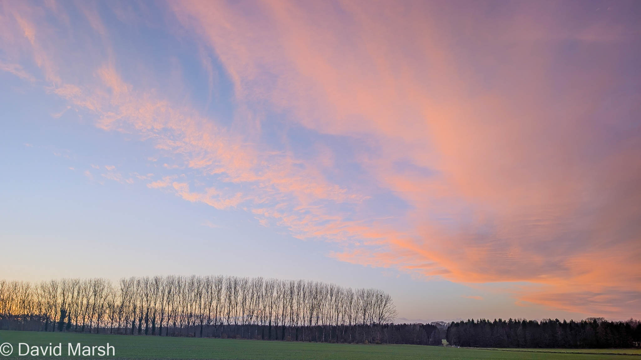Village Walk Grove Farm poplars from the A34