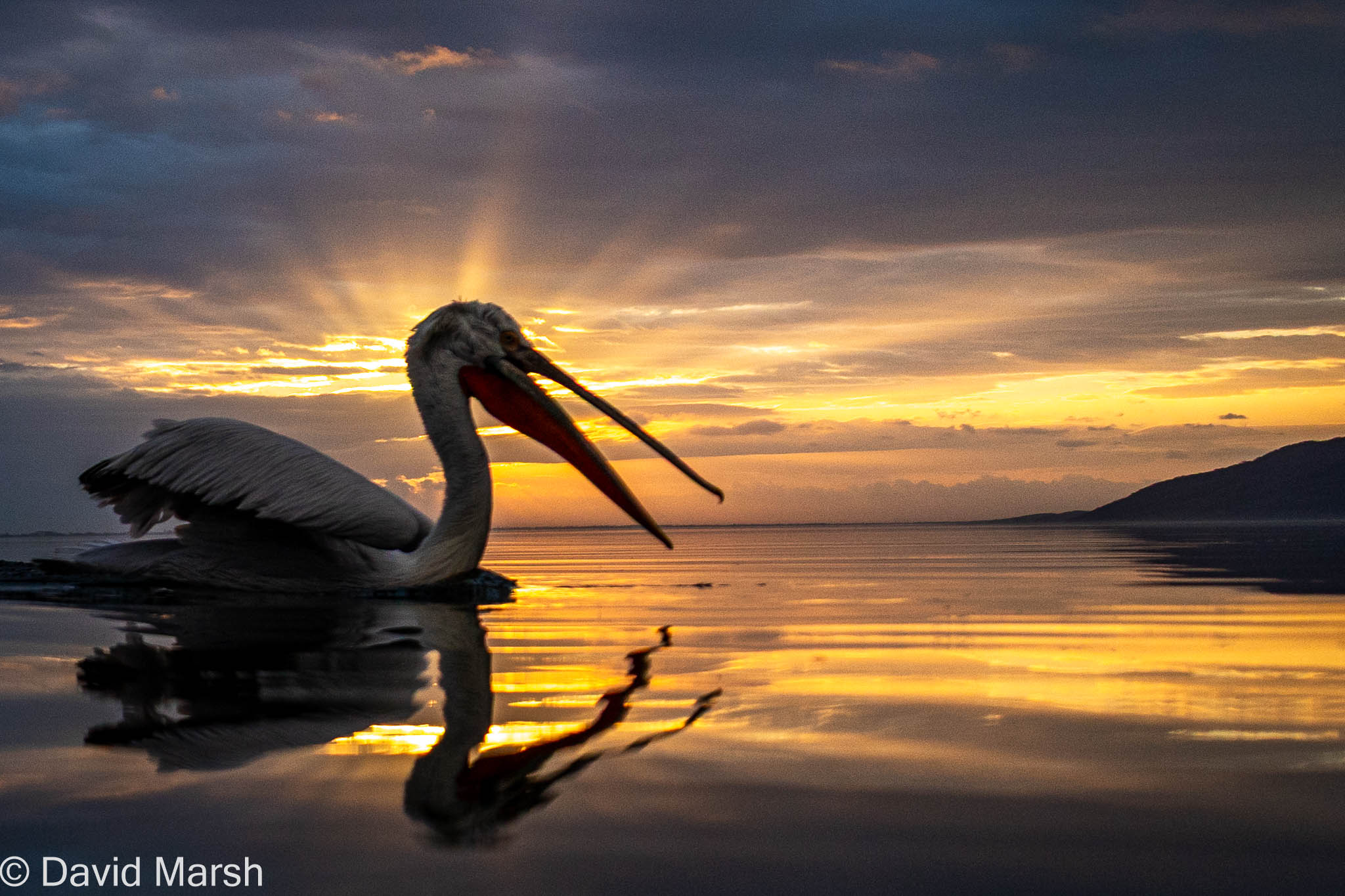 Pelicans of Lake Kerkini Pelicans of Lake Kerkini