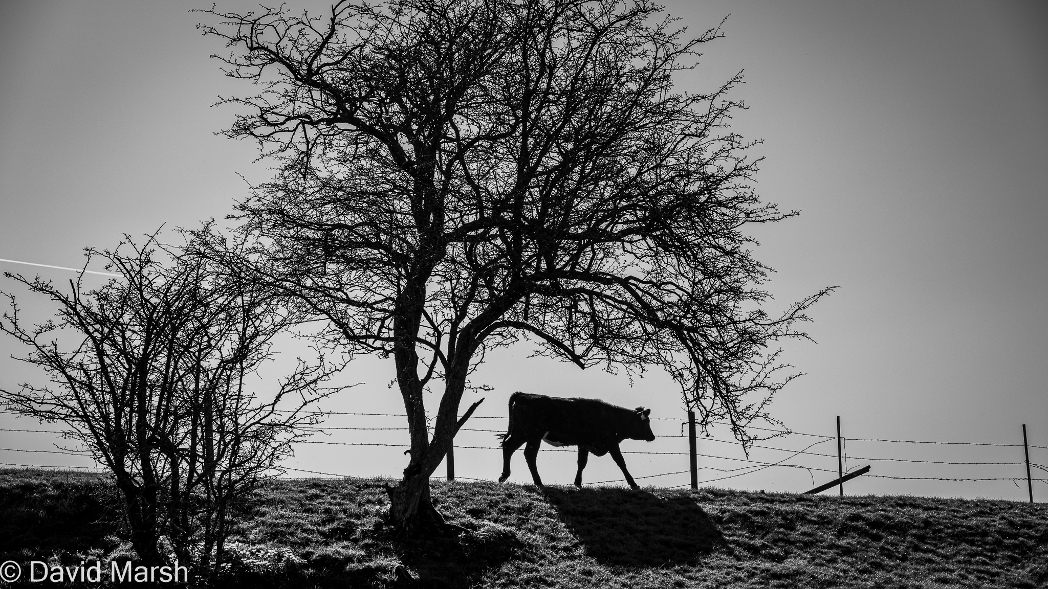 Walk: Compton The Bell Cow silhouette at Streatley Warren