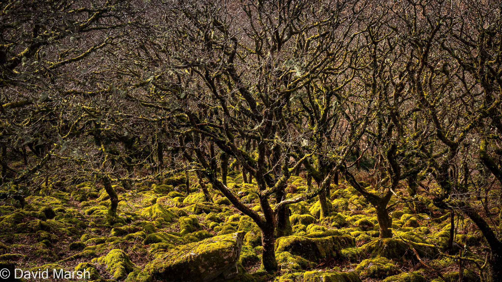 Wistmans Wood Wistmans Wood