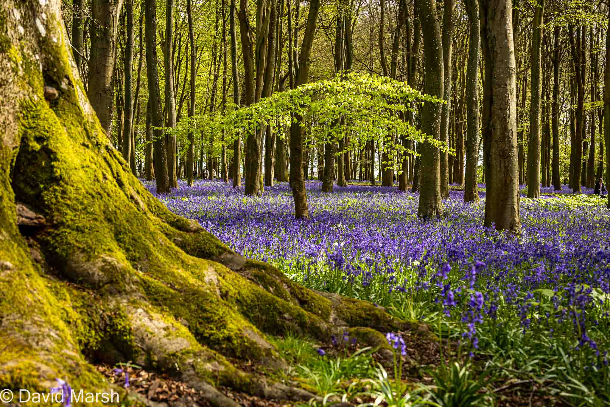 Walk: Coxwell Coleshill Badbury Bluebells at Badbury Clumps