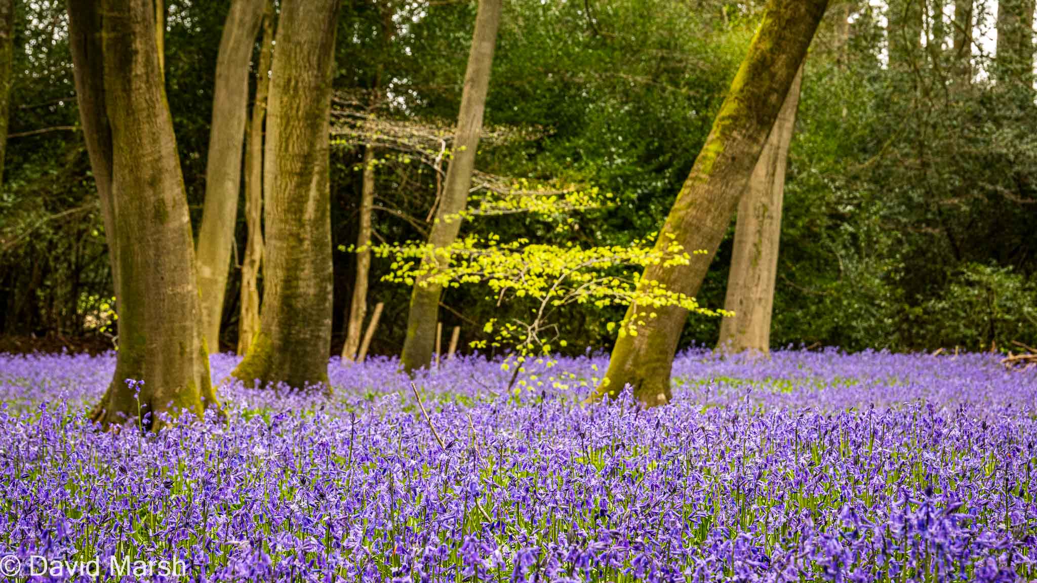 Walk: Nuffield round Huntercoombe Bluebells in Park Wood
