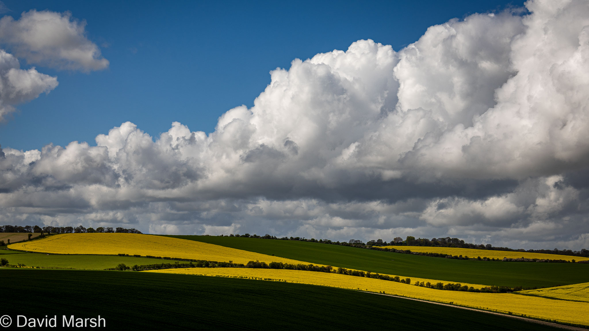 Walk: Bury Down W Ilsley Rape fields on the Berkshire Downs
