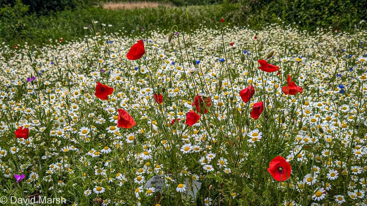 Red, yellow, white and blue wIldflowers