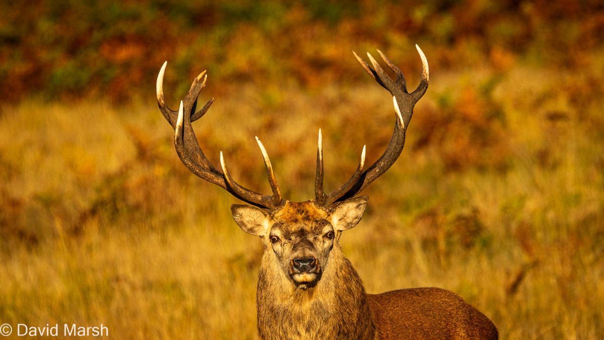 Red Deer in bracken