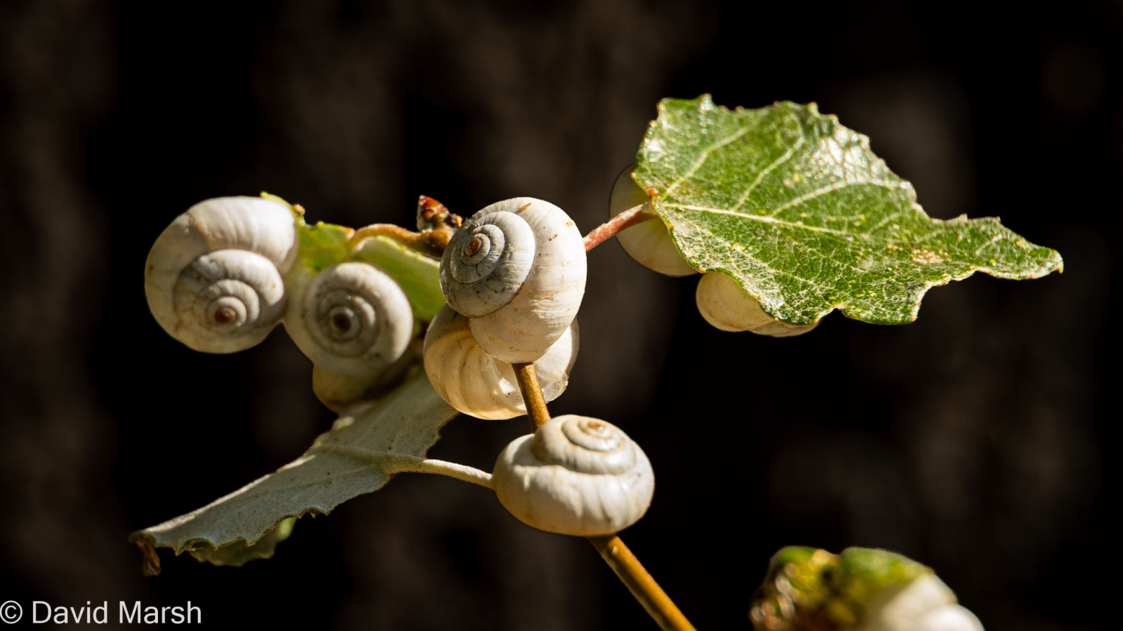 Aestivating snails in Provence